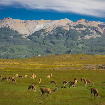 Guanacos grazing in Chacabuco river valley - Valle Chacabuco Section, Patagonia National Park Chile.